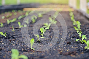 Selective of green seedling, Closeup of small saplings in garden