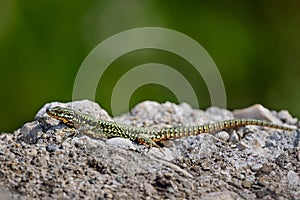 Selective of a lizard sunbathing on a rock