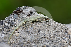Selective of a lizard sunbathing on a rock