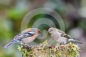 Selective of male and female chaffinches (fringilla coelebs) on a tree stump