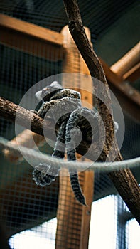 Selective of marmosets in a zoo