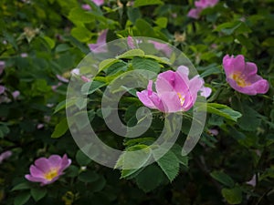 Selective of Peonia Mariel flower in a garden photo