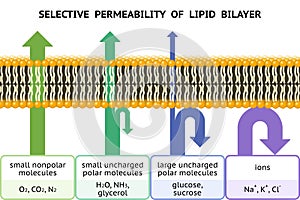 Selective permeability of lipid bilayer. Semipermeable cell membrane.