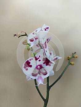 Selective photo of white moon orchid flower with red blotches. The scientific name is Doritaenopsis.