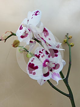 Selective photo of white moon orchid flower with red blotches. The scientific name is Doritaenopsis.