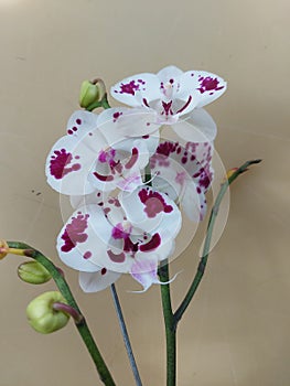 Selective photo of white moon orchid flower with red blotches. The scientific name is Doritaenopsis.