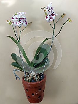 Selective photo of white moon orchid flower with red blotches. The scientific name is Doritaenopsis.