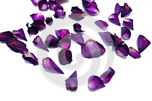 In selective a pile of purple rose corollas on white isolated background