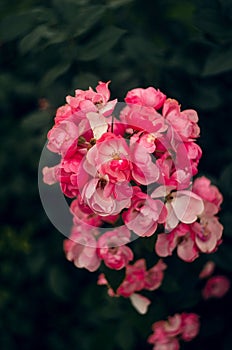 Selective of pink small roses on the bush in the garden