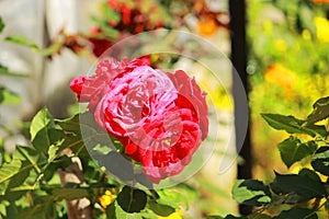 Selective red rose glancing clear in the open light sky