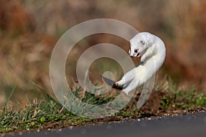 Selective of a short-tailed weasel (Mustela erminea) in white winter fur