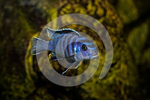 Selective shot of the aquarium blue with black patterns Cichlidae fish