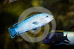 Selective shot of the aquarium blue with black patterns Cichlidae fishes