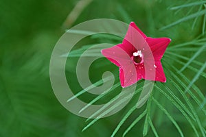 Selective shot of a blooming dark pink Cypress Vine flower on a green background