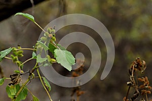 Selective shot of Common cocklebur (Xanthium strumarium) on hiking trail in San Diego, US