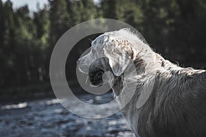 Selective shot of a Golden retriever a breed of hunting dogs looking at a river in the background