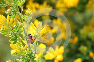 Selective shot of honey bee (Apis Mellifera)collecting pollen and nectar on spring yellow flower
