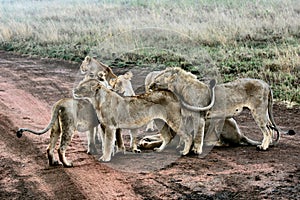Selective shot lion, lioness and cubs near grass field