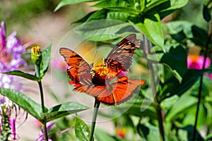 Selective shot of Mexican silverspot (Dione moneta) butterflies  on a flower in a garden photo