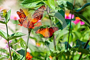 Selective shot of Mexican silverspot (Dione moneta) butterflies  on a flower in a garden photo