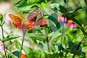 Selective shot of Mexican silverspot (Dione moneta) butterflies  on a flower in a garden photo