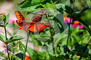 Selective shot of Mexican silverspot (Dione moneta) butterflies  on a flower in a garden photo