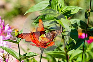 Selective shot of Mexican silverspot (Dione moneta) butterflies  on a flower in a garden photo