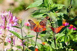 Selective shot of Mexican silverspot (Dione moneta) butterflies  on flowers in a garden photo