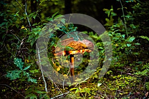 Selective shot of a mushroom (Agaricus bisporus) grown on soil among foliage in a forest