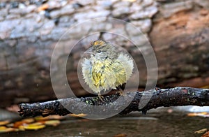 Selective shot of an orange-crowned warbler (Leiothlypis celata) perched on a tree branch