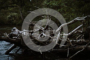 Selective shot of a pile of driftwood on the body of water surrounded by trees