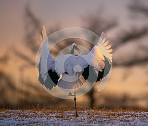 Selective shot of a red-crowned crane flapping its wings in a field in Kushiro, Hokkaido, Japan