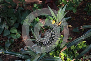 Selective shot of a ripe pineapple plant