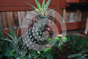 Selective shot of a ripe pineapple plant