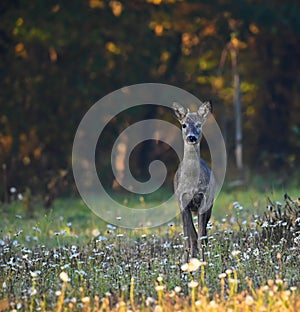 Selective shot of a Roe deer (Capreolus capreolus) standing among greenery,forest in the background