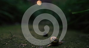 Selective shot of a snail on the ground in the night under the full moon