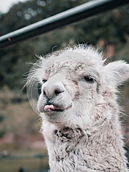 Selective shot of a white wooly Alpaca (Huacaya breed) with its tongue stuck out