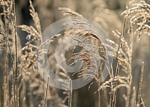 Selective soft focus of beach dry grass, reeds, stalks blowing i