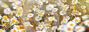 Selective and soft focus on beautiful chamomile flowers in the meadow, Daisy flower in meadow