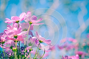 Selective soft focus of Beautiful pink cosmos flower field in outdoor floral garden meadow background with sunlight. Colorful cosm