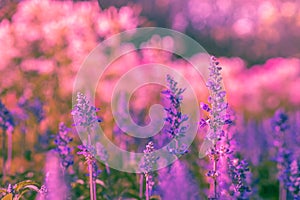 Selective soft focus of Beautiful salvia farinacea flower field in outdoor garden. Blue Salvia flower blooming in the spring garde