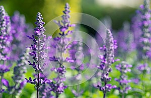 Selective soft focus of Beautiful violet salvia farinacea flower field in outdoor garden background.