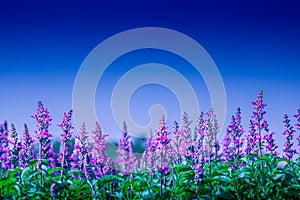 Selective soft focus of Beautiful violet salvia farinacea flower field in outdoor garden background. Blue Salvia flower blooming i