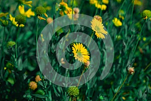 Selective soft focus of Beautiful yellow flower field in outdoor floral garden meadow on nature green background.