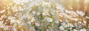 Selective and soft focus on chamomile flowers in the meadow, beautiful spring landscape