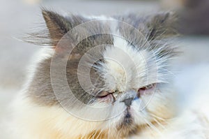 Selective soft focus of close up grumpy cat