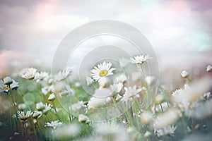 Selective and soft focus on daisy flower in meadow, beautiful landscape with sky and clouds