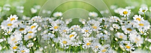 Selective and soft focus on daisy flowers, flowering daisy flower in meadow in spring