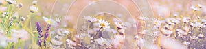 Selective and soft focus on daisy flowers, purple flower in meadow of daisies