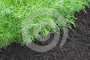 Selective soft focus. Herb, kitchen-garden with young green dill plants. Photo of dill harvest for eco cookery business. Organic f